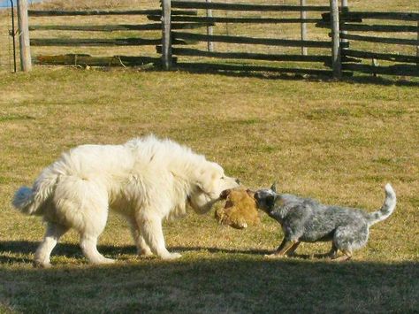 Tug O War With Images Great Pyrenees Cattle Dog Top Dog Breeds