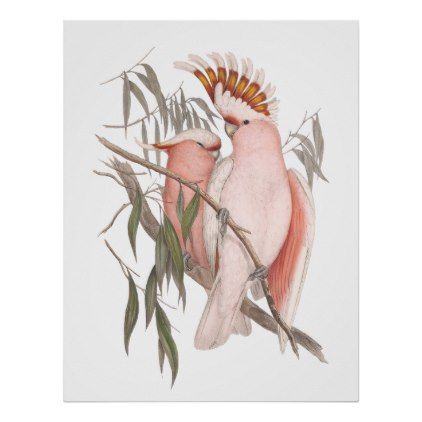 John Gould poster Birds print black cockatoo painting Vintage Old Australia