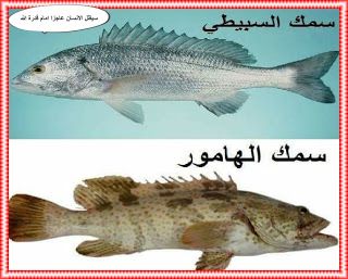سيظل الانسان عاجزا امام قدرة الله Fish Pet Pets Fish