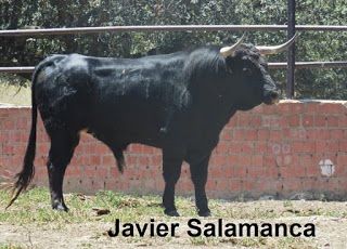 Torodigital Ganaderia De Hermanos Sánchez De Leon Ganadería Animales Toros De Lidia