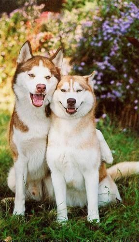 love you doll rescuedog dog itsarescuedoglife it s a rescue dog love you doll rescuedog dog itsarescuedoglife it s a rescue dog life pinterest dog