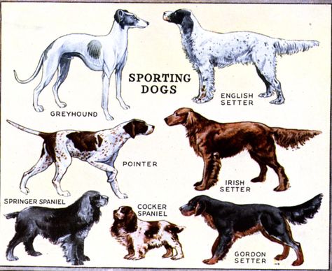 Dog Breed Chart Google Search Dog Breeds Chart Toy Dog Breeds