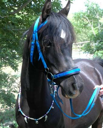 bitless headstall indian bosal burgundy indian bosal bitless bridle set reins custom tack bridle set bitless bridle