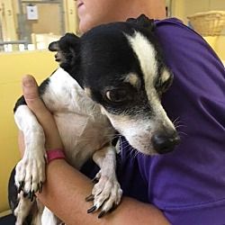 Fort Myers Florida Chihuahua Meet Baba A For Adoption Https