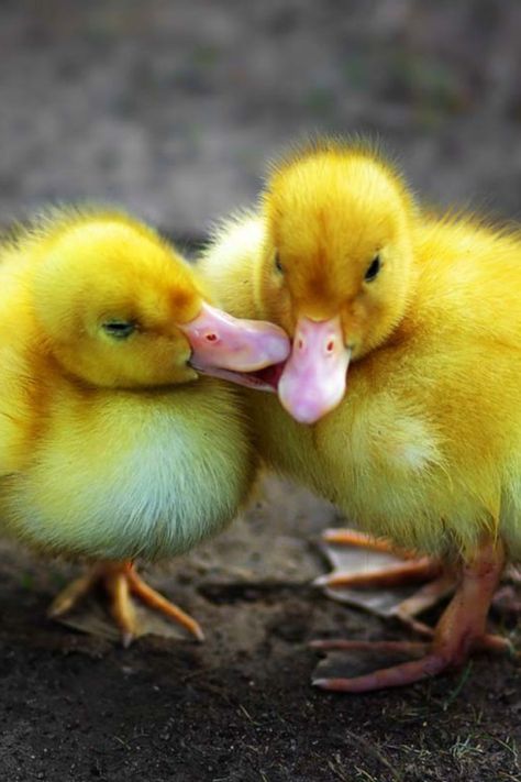 56 Ideas De Patos Patos Animales Mascotas