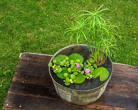 Balkon Ideen selber Machen: Ein Mini-Teich im Topf | Balkon ideen