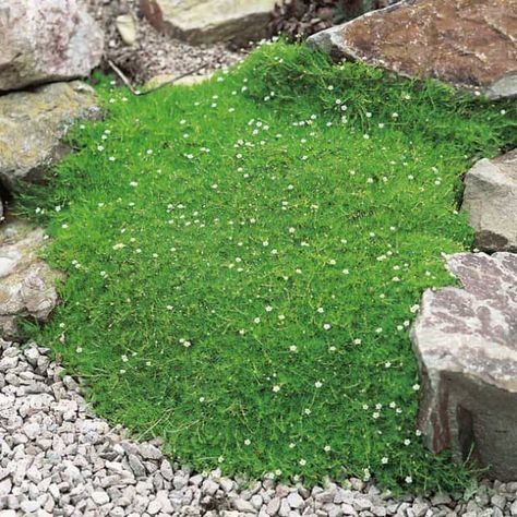 Sternmoos oder Pfriemen-Mastkraut ist botanische gesehen gar kein - unkraut im rasen Sternmoos oder Pfriemen-Mastkraut ist botanische gesehen gar kein - unkraut im rasen