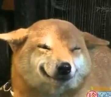 What Do You Call A Masturbating Cow What Do You Call A Masturbating Cow
