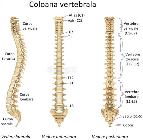 varicoza înapoi tinctura împotriva alcoolului varicos