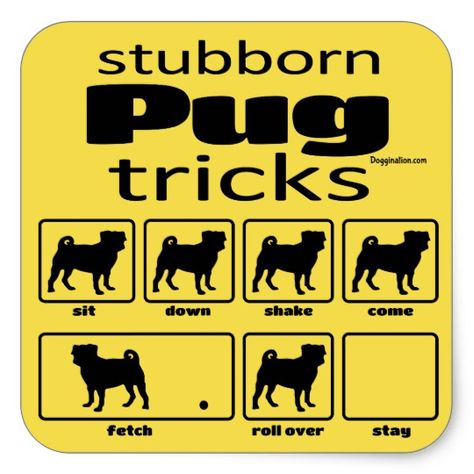 Stubborn Pug Tricks Square Sticker With Images Pugs