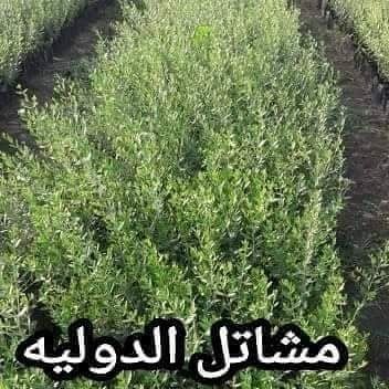 مشاتل الشركه الدوليه المتميزه والرائده فى انتاج الشتلات الزراعيه شتلات الزيتون اصناف زيت كورناكي وكوارتينا اصناف تخليل تفاحي عجيزي دول Herbs Plants Green
