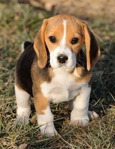 Beagle Mix Teacup Beagle Google Search Are You Interested In A
