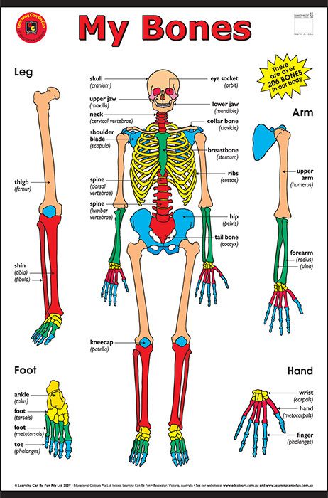My Bones Chart Learning Can Be Fun Help Students Learn The Basic Bone Structure Of Their Body This Large Wa Body Bones Human Body Anatomy Human Body Bones
