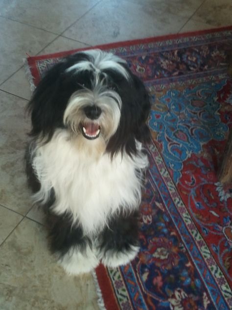 Pin By Rita Rodrigues On Animals In 2020 Tibetan Terrier Puppy
