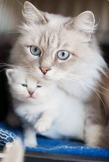 Haustiere Katzen Suss S Katzen Haustiere Suss Pisici Haioase