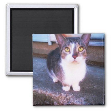 Cattitude Magnet Funny Cat Gift 2.5 x 3.5 Cattitude Magnet Funny Cat Gift 2.5 x 3.5