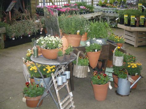 Hillier Garden Centre Autumn Container Displays Plants