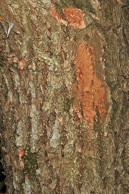 How To Identify Tree Types By Bark