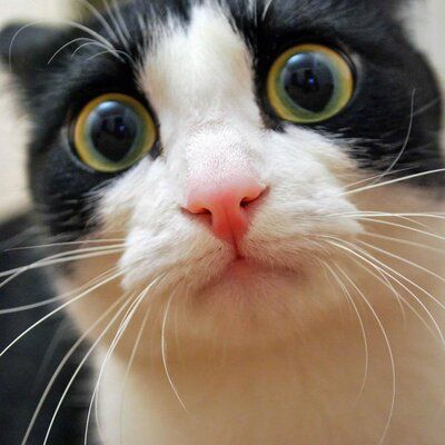 Ca Fait Peur Twitter Cat Problems Funny Cat Fails Funny Cat Compilation