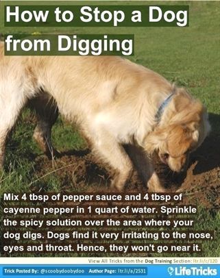 Dog Training Green Bay Dog Training Zapper Dog Training