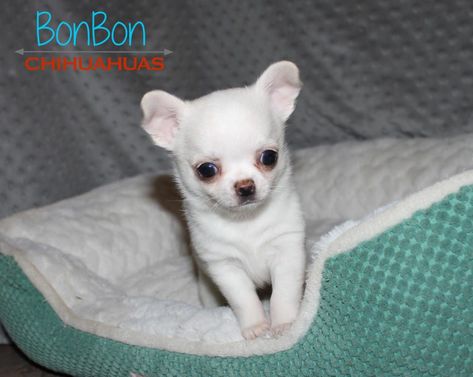 Chihuahua Puppies For Sale Chihuahua Puppies Chihuahua Puppies