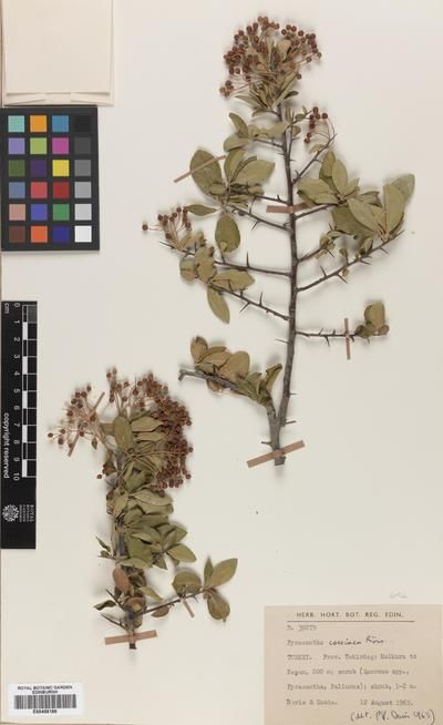 Pyracantha Coccinea M Roem Buisson Ardent Buisson Europeana