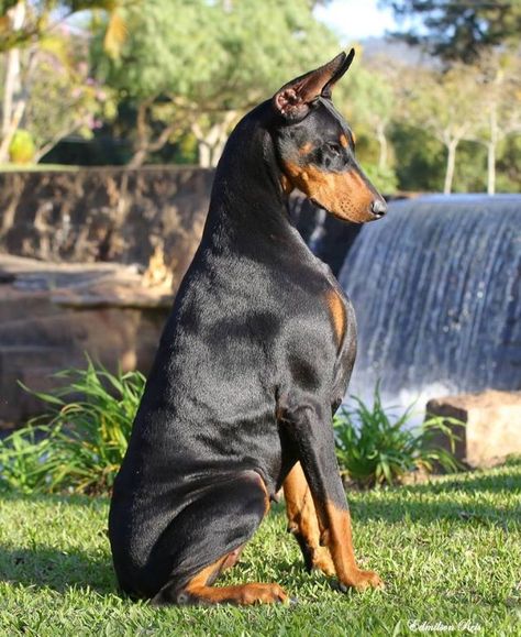 Pinterest Doberman Via Always Dobies Doberman Pinscher Dog