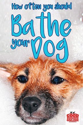 How Often To Bathe A Dog Smelly Dog Pets Dogs
