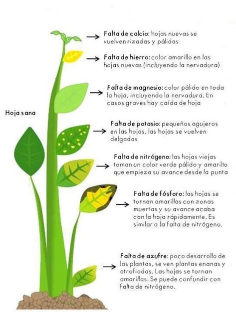 160 Ideas De Huerto En Casa Huerto En Casa Huerto Jardinería