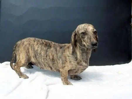 20 Dachshunds With The Most Beautiful Coat Patterns Dog Red