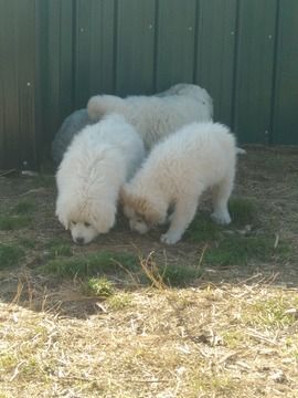 Great Pyrenees Puppy For Sale In West Plains Mo Adn 71733 On