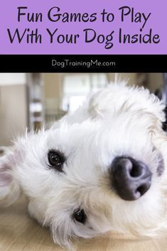 Fun Games To Play With Your Dog Inside Dog Training Tips Dog