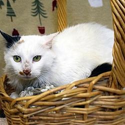 Huntley Il Calico Meet Paisley A Pet For Adoption Cat Adoption Pet Adoption Pets