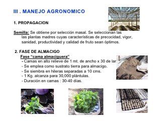 Manejo Tecnico Del Cultivo De Maracuya C Ch Maracuya Cultivo De Plantas Plantas