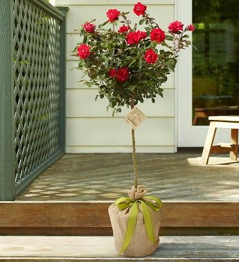 Growing Roses Home Garden Information Center