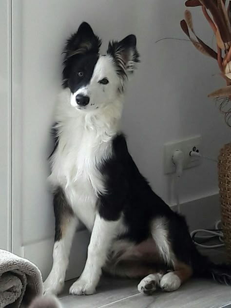 I Am Holding Up The Wall Watching It Carefully Border Collie