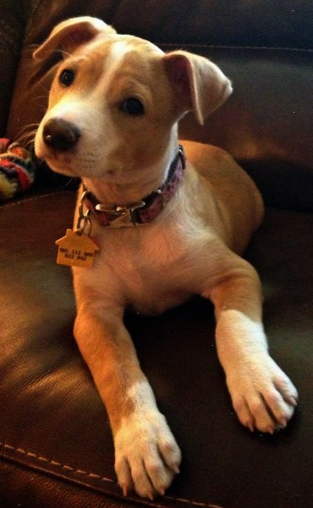 Neat Pitbull Mixed With Poodle D With Images Lab Mix