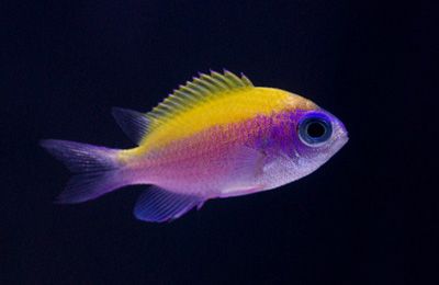 lemon chromis google search