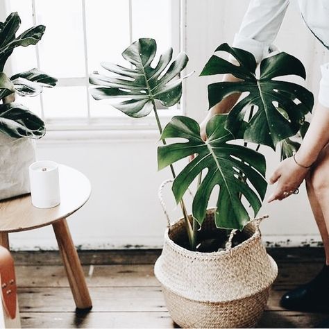 Pin By Samantha Hammack On Dream House Plant Decor Indoor Plant Decor Indoor