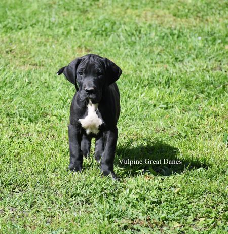 Black Male Great Dane Dog Exercise Cute Dog Costumes