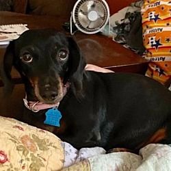 Available Pets At All Texas Dachshund Rescue In Pearland Texas