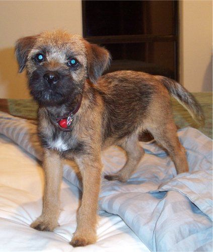Images Of Unusual Puppies That Are Different Or Unusual