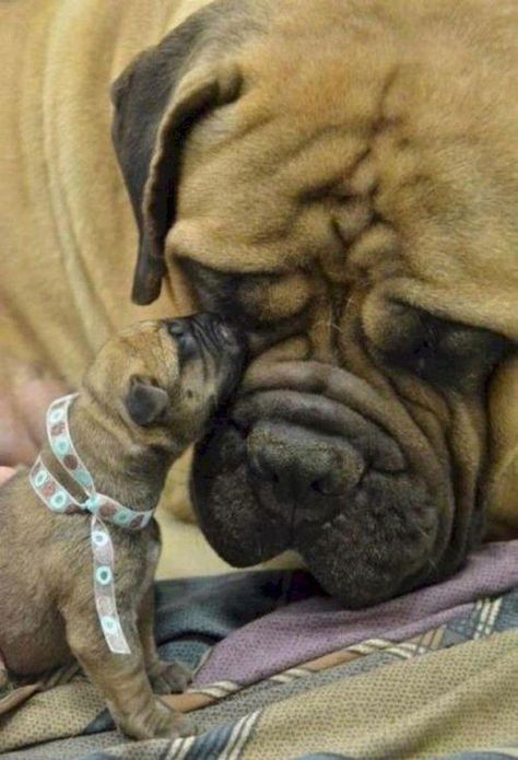 Gentle Giant Puppy Love 3 Baby Dogs Cute Animals Dogs