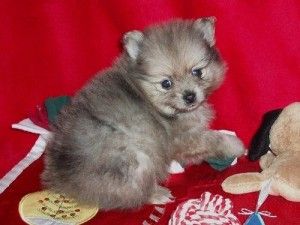 Beautiful Pair Of Golden Retrievr Pupppies For Free Adoption