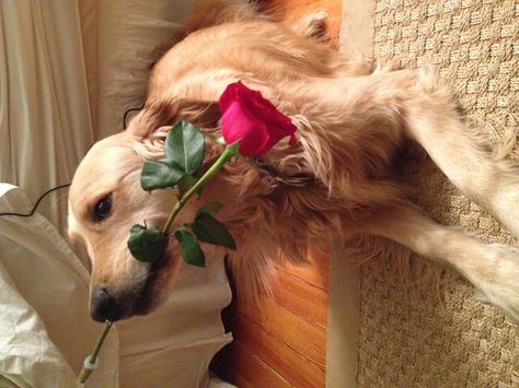 Will Ya Hurry Up Take This Rose The Thorns Are Killing My