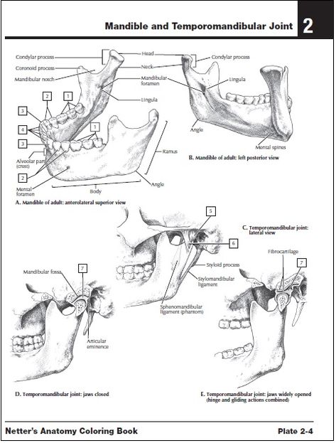 Download 30 Netter Anatomy Coloring Book Pdf Labels Database 2020
