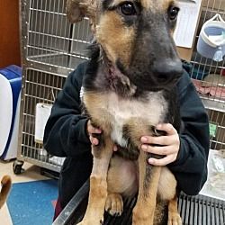 New York Ny German Shepherd Dog Meet Dallie A Dog For Adoption