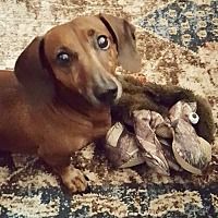 Tampa Florida Dachshund Meet Frank Fl Adoptable Animals