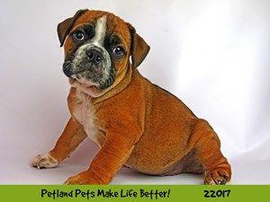 Dogs And Puppies For Sale Petland Naperville Illinois Puppy
