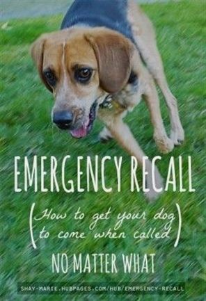Electric Dog Collar For Training Dogs Dog Training 08753 Pack